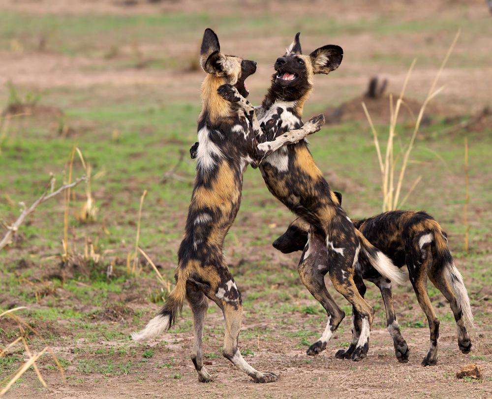 Perros, lobos, chacales y zorros