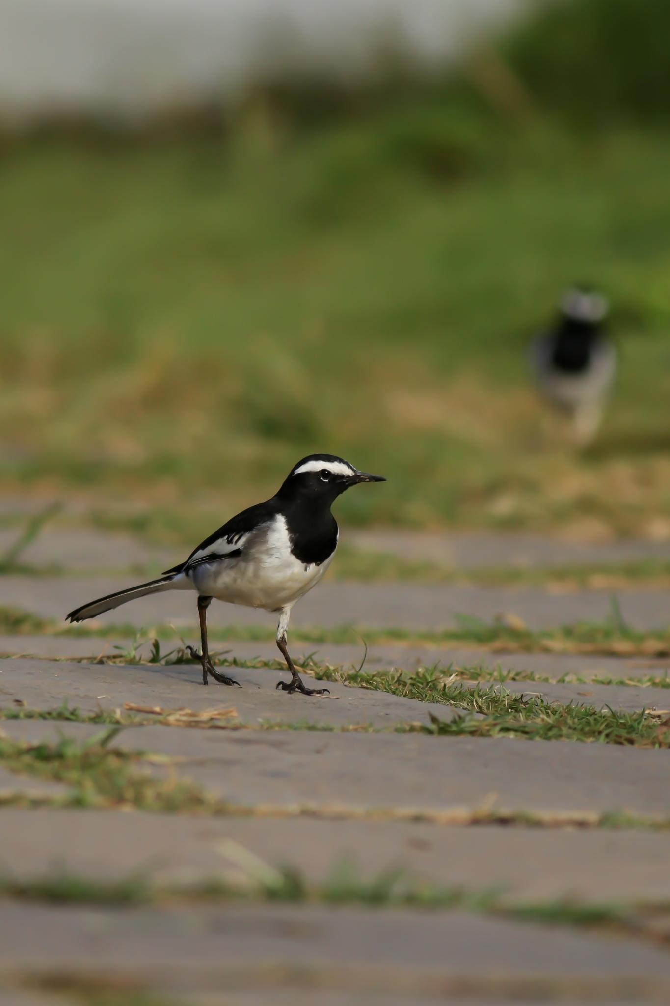 Lavandera India