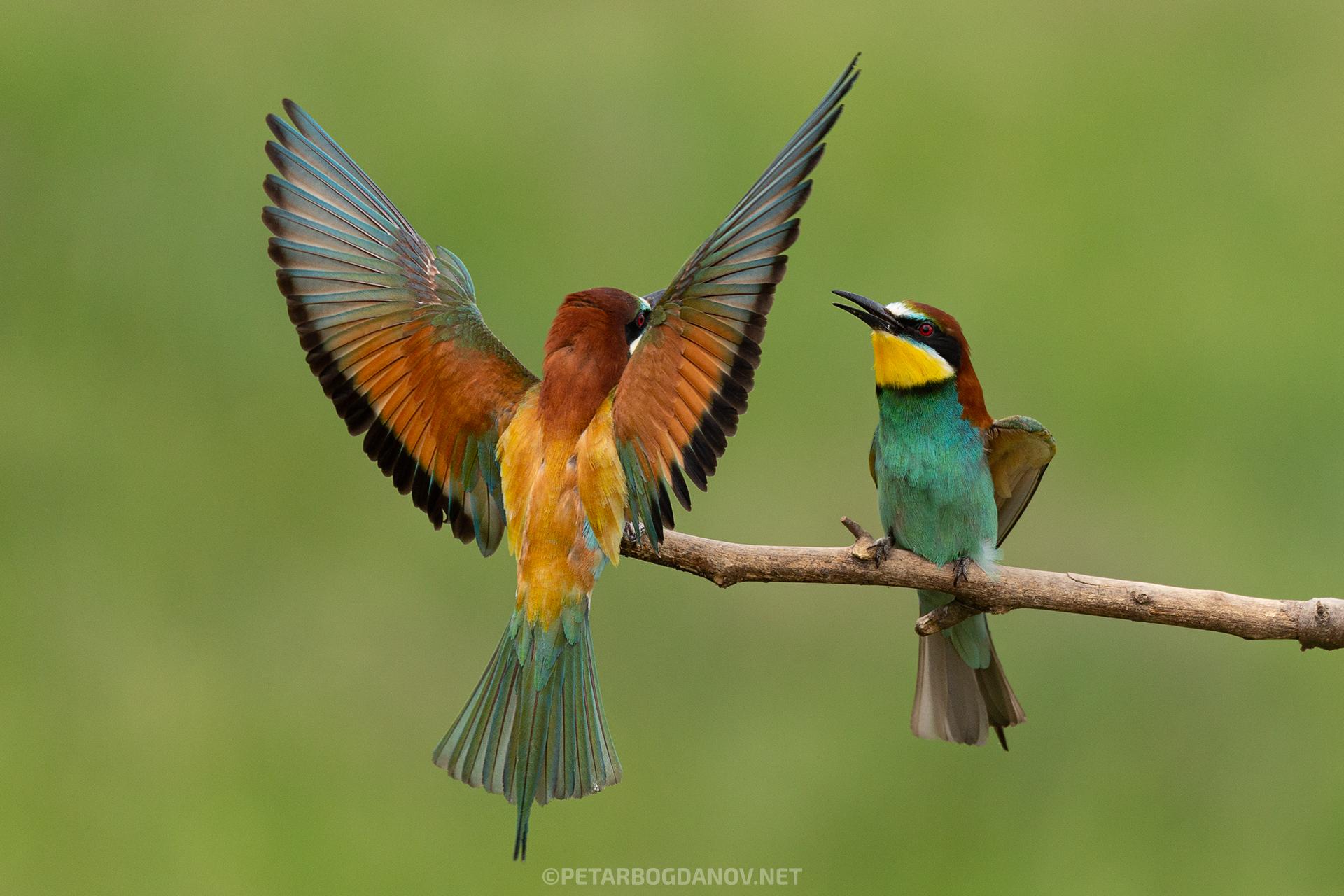 Abejaruco Europeo