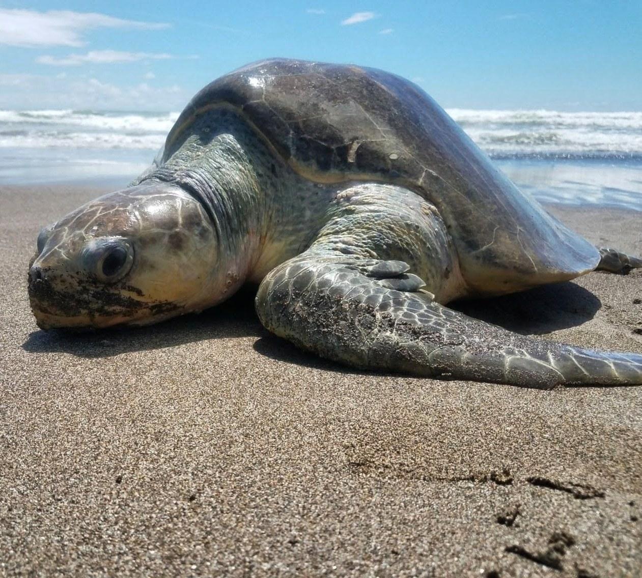 Tortuga Golfina