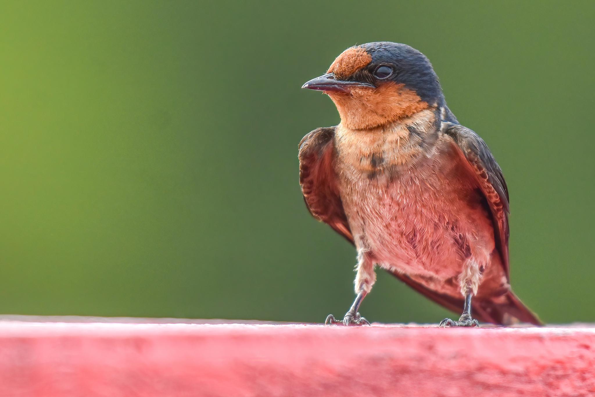 Golondrina del Pacífico