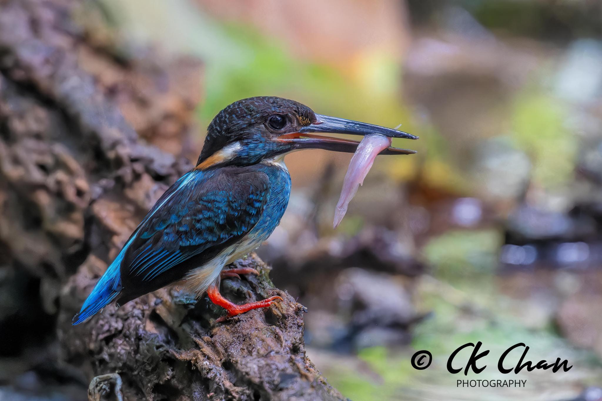 Alcedo peninsulae