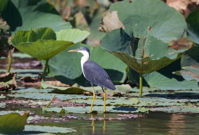 Pied Heron