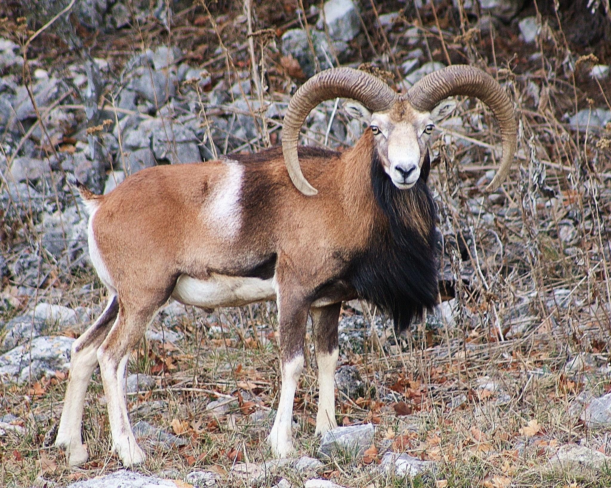 Borregos