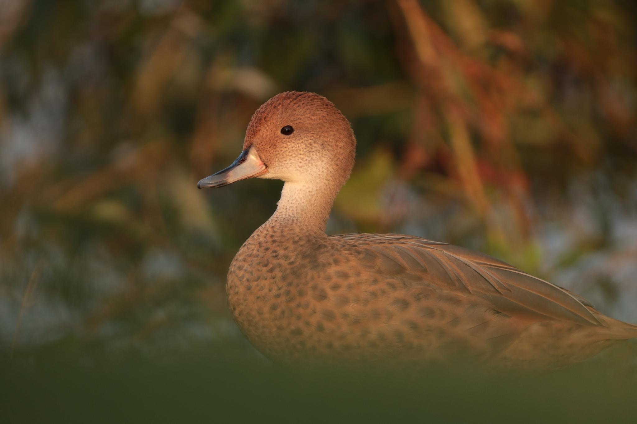 Pato maicero