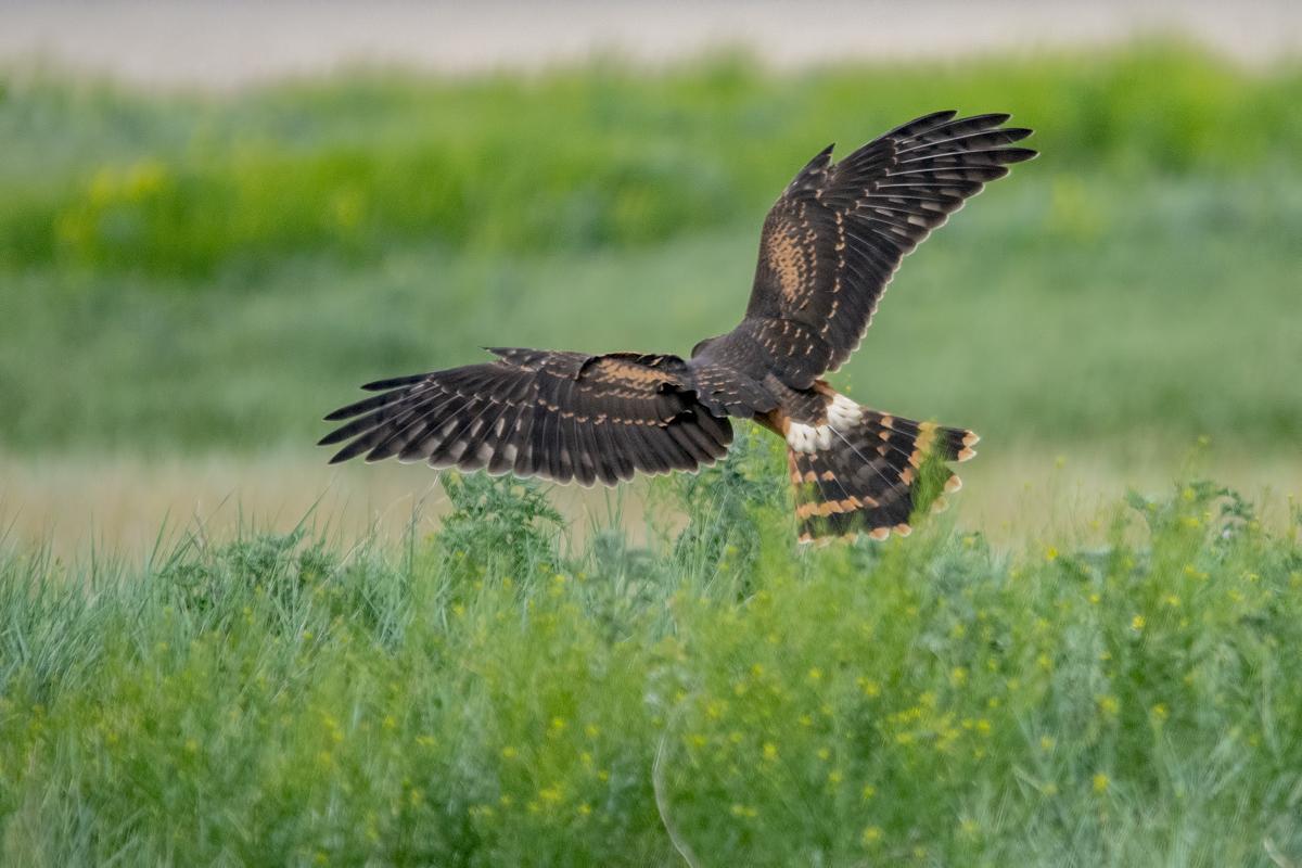 Aguilucho papialbo