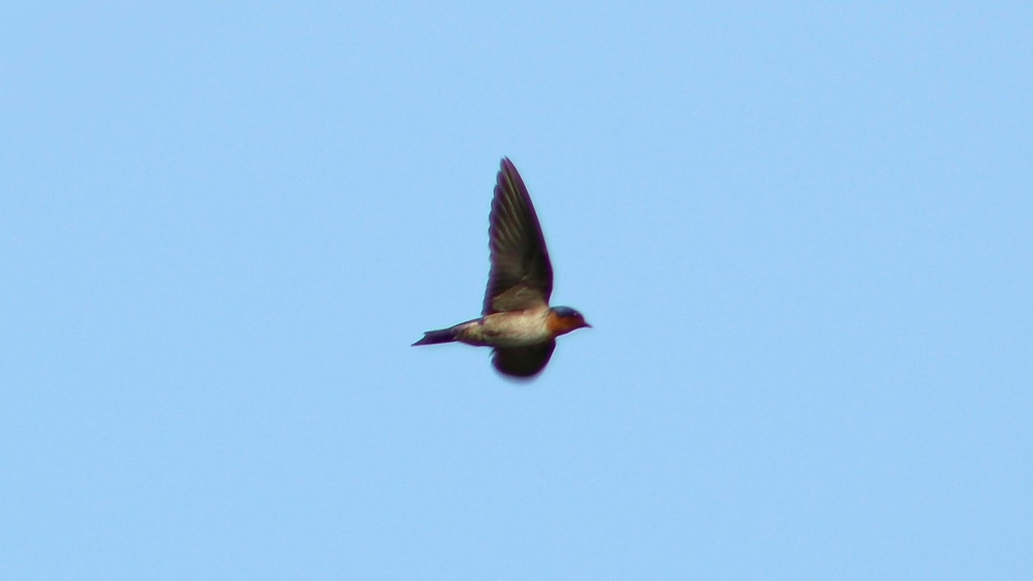 Golondrina del Pacífico