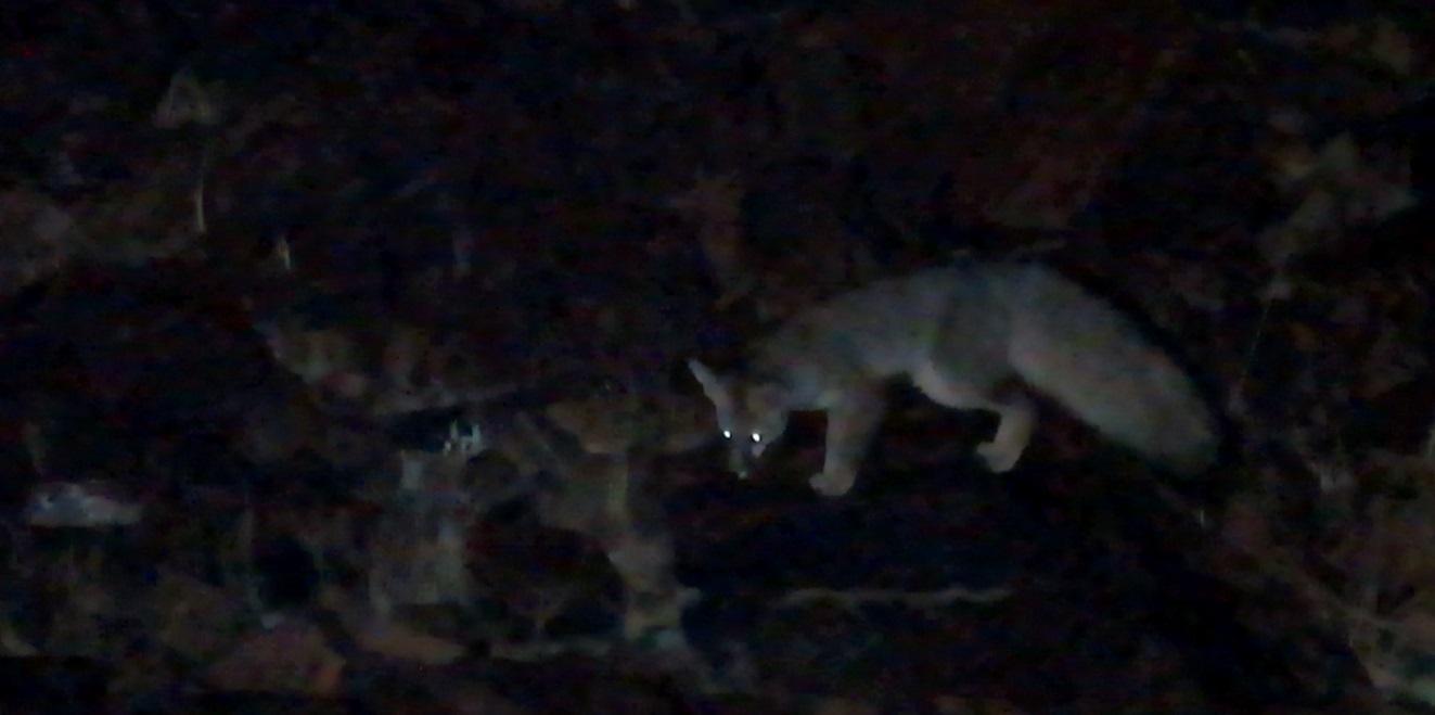 Blanford's Fox