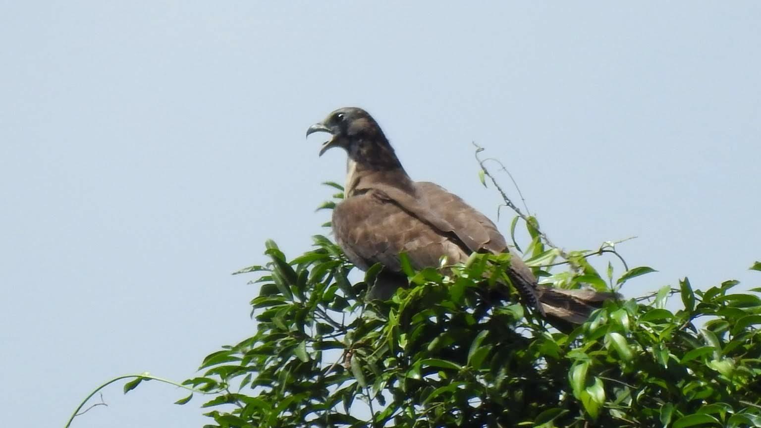 Abejero oriental