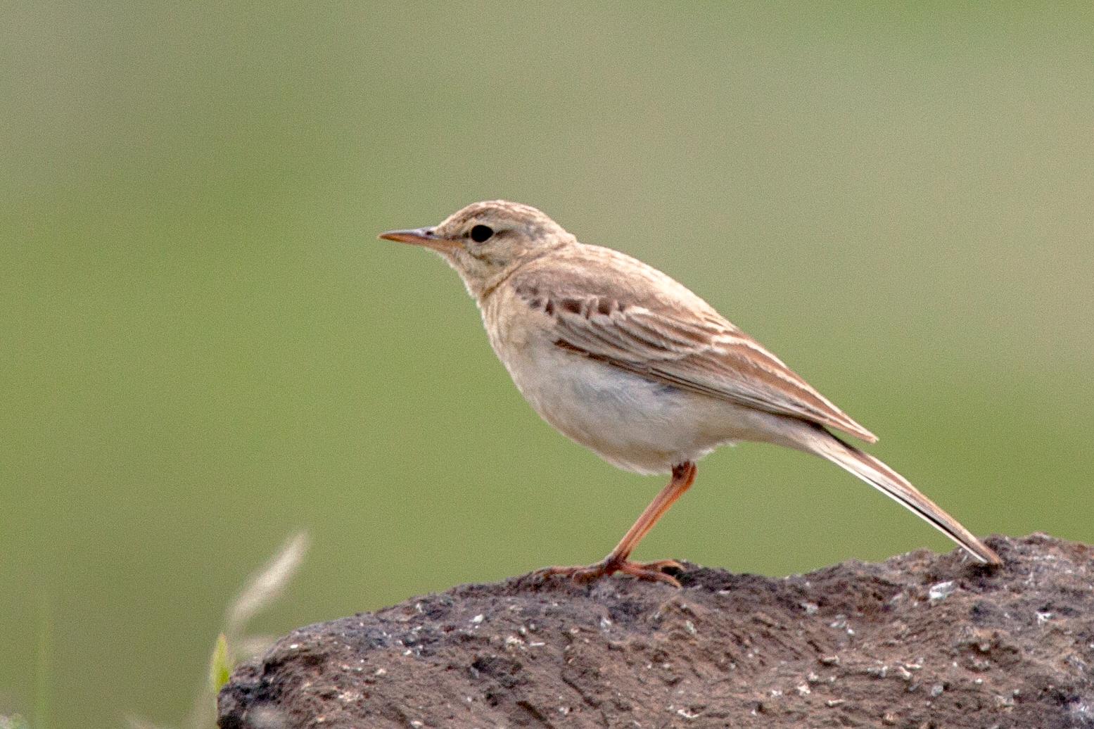 Bisbita campestre