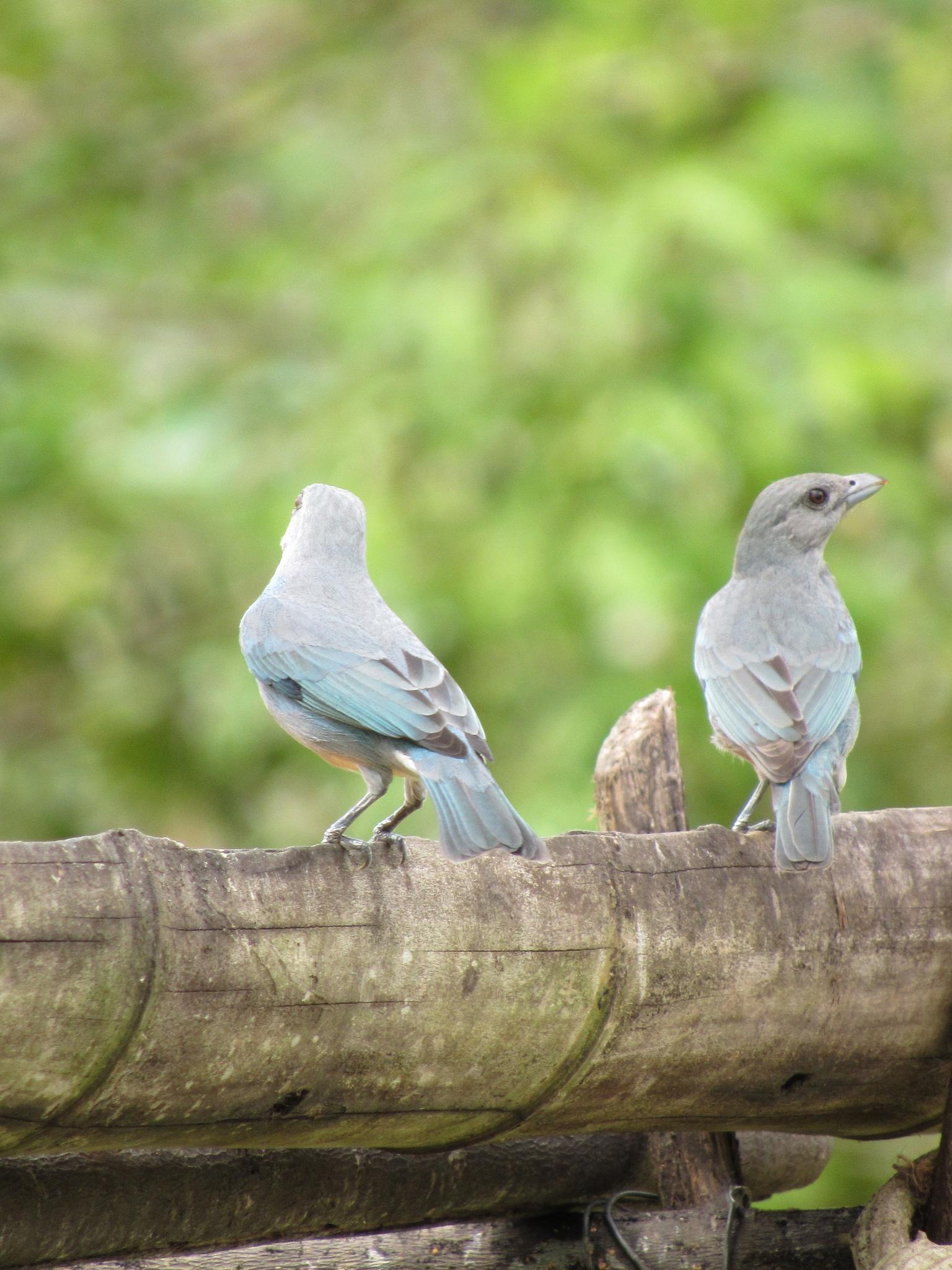 Glaucous Tanager