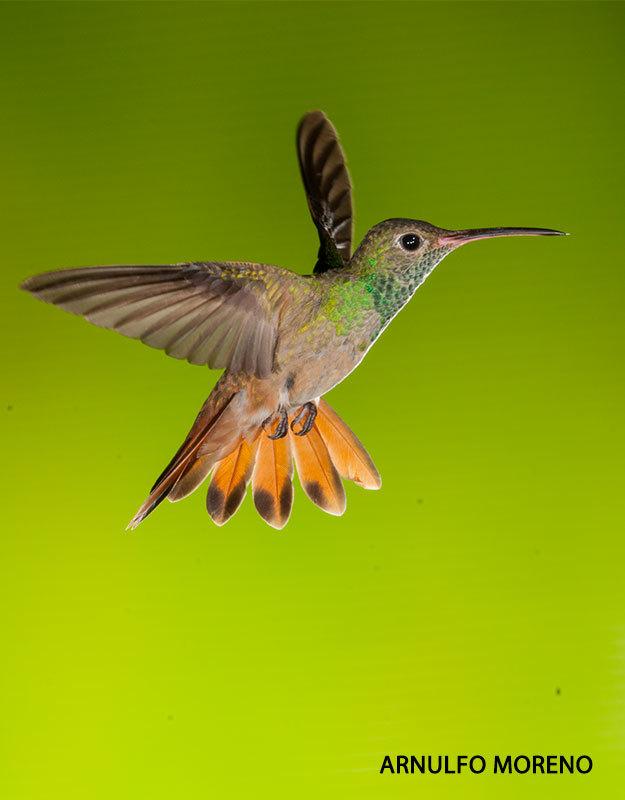 Buff-bellied Hummingbird