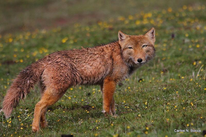 Perros, lobos, chacales y zorros