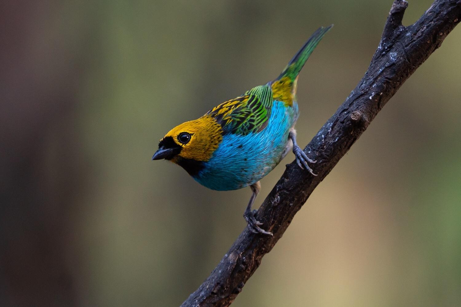 Gilt-edged Tanager