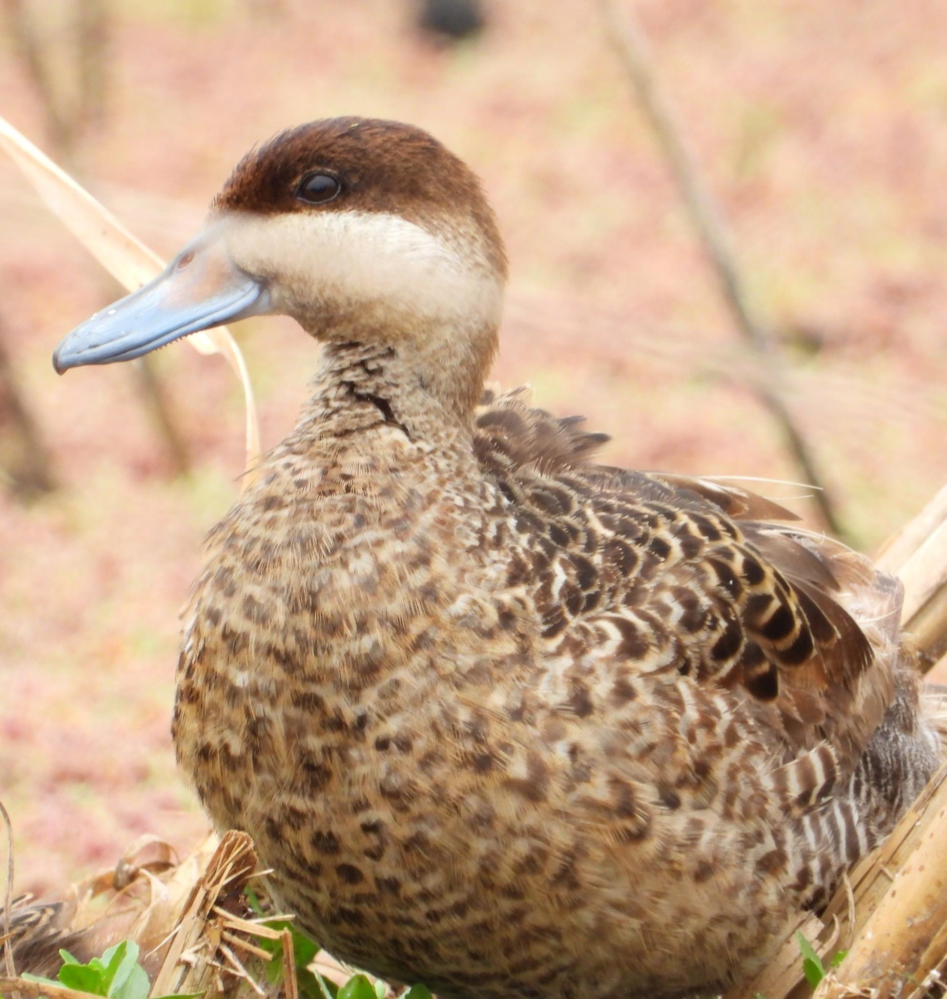 Pato capuchino