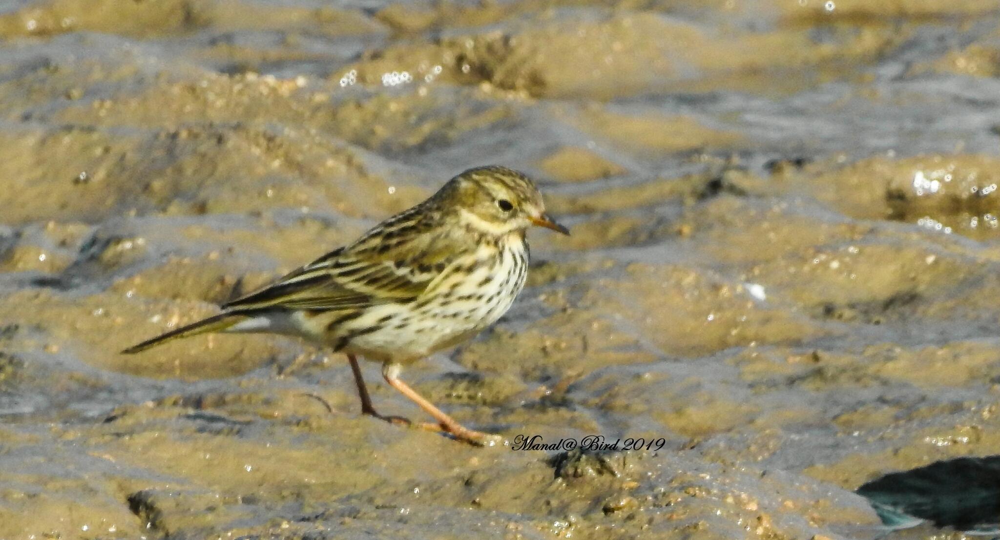 Bisbita pratense