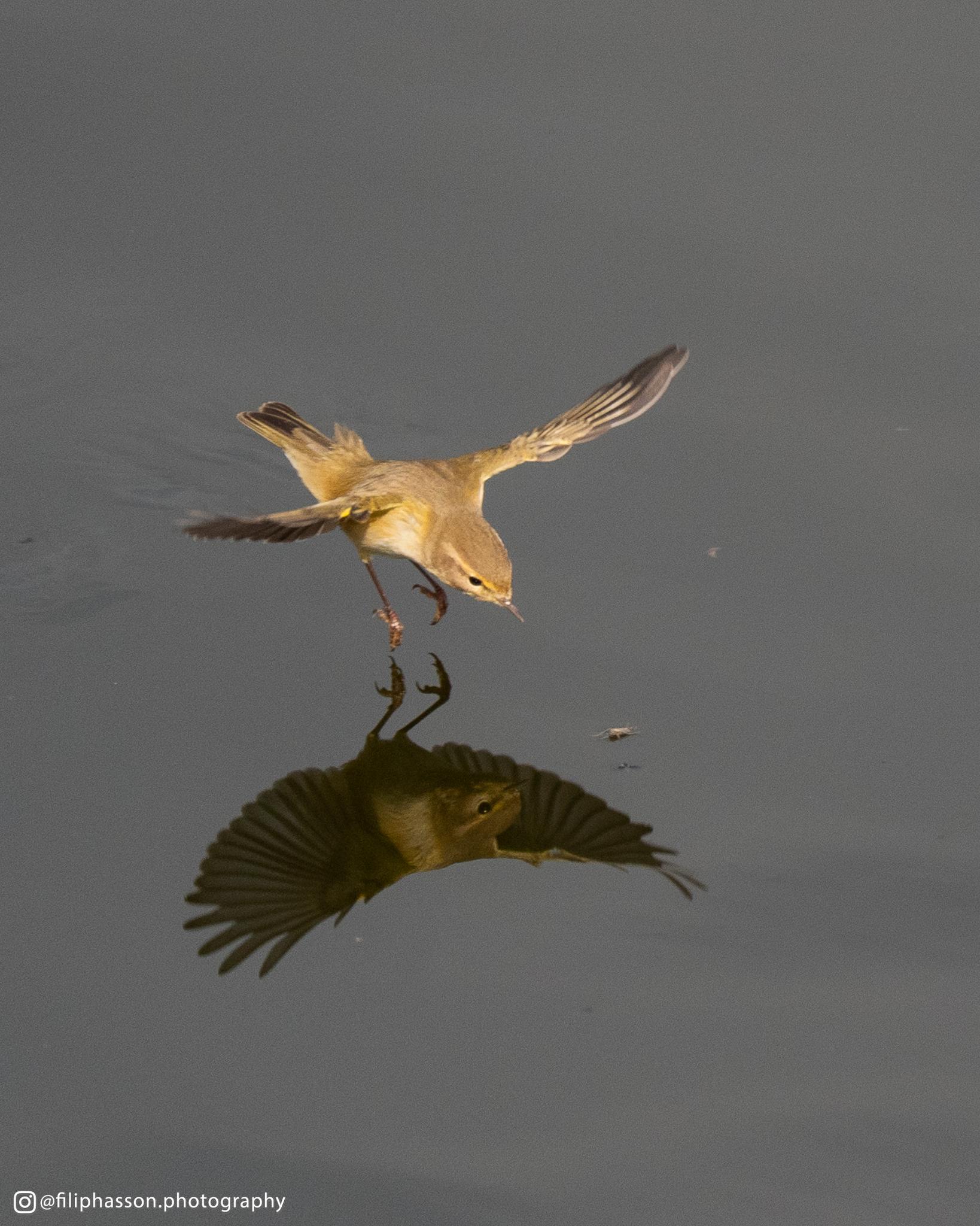 Mosquitero común