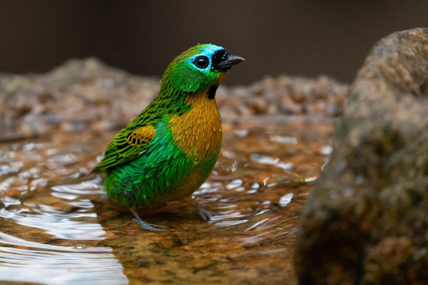 Brassy-breasted Tanager
