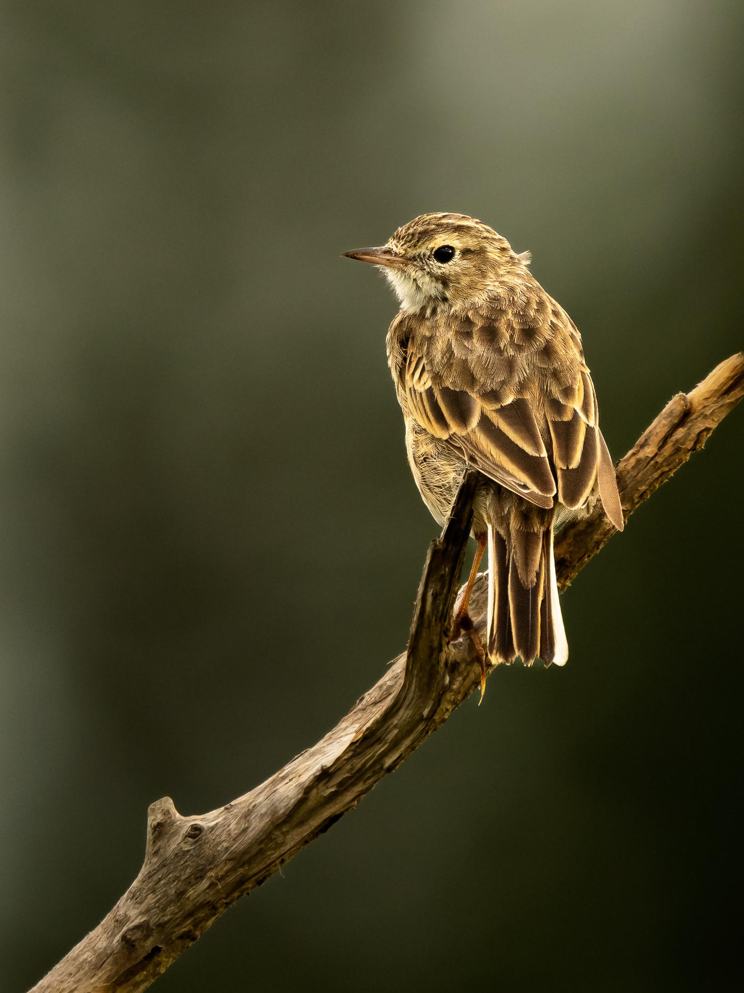 Anthus australis
