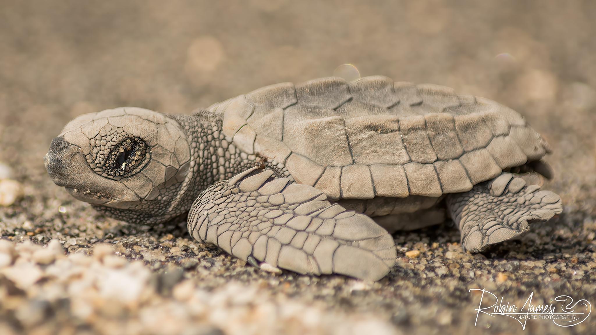 Tortuga Golfina