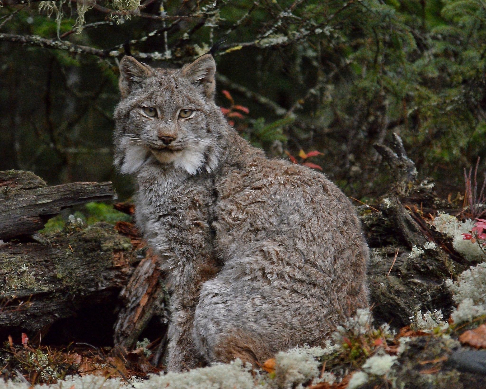 Canada Lynx