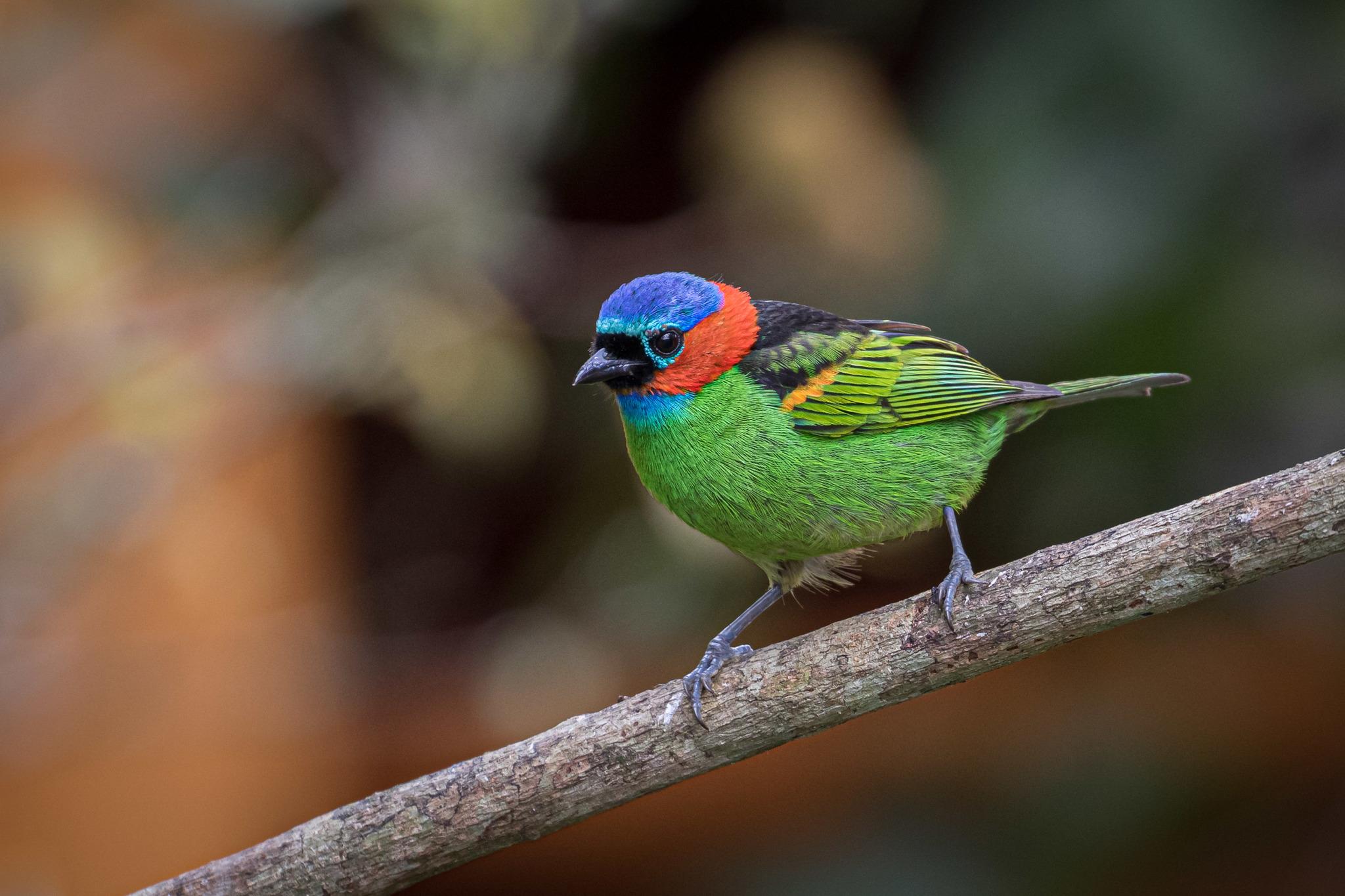 Red-necked Tanager