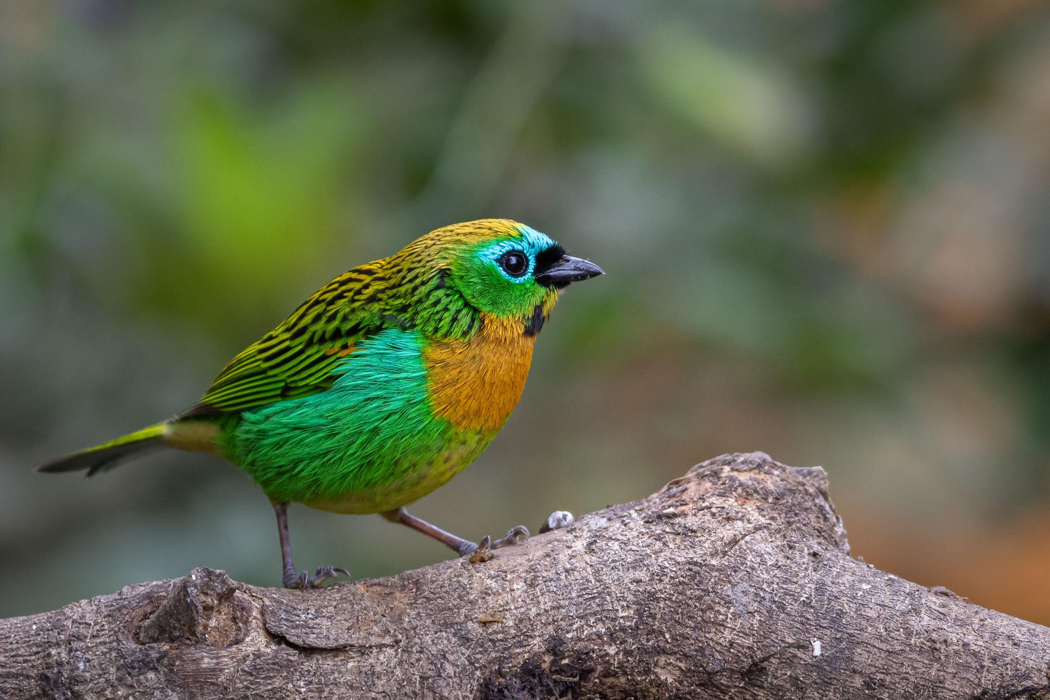 Brassy-breasted Tanager