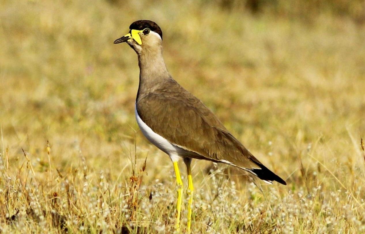 Avefría Malabar