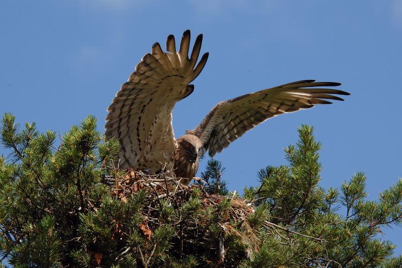 Culebrera europea