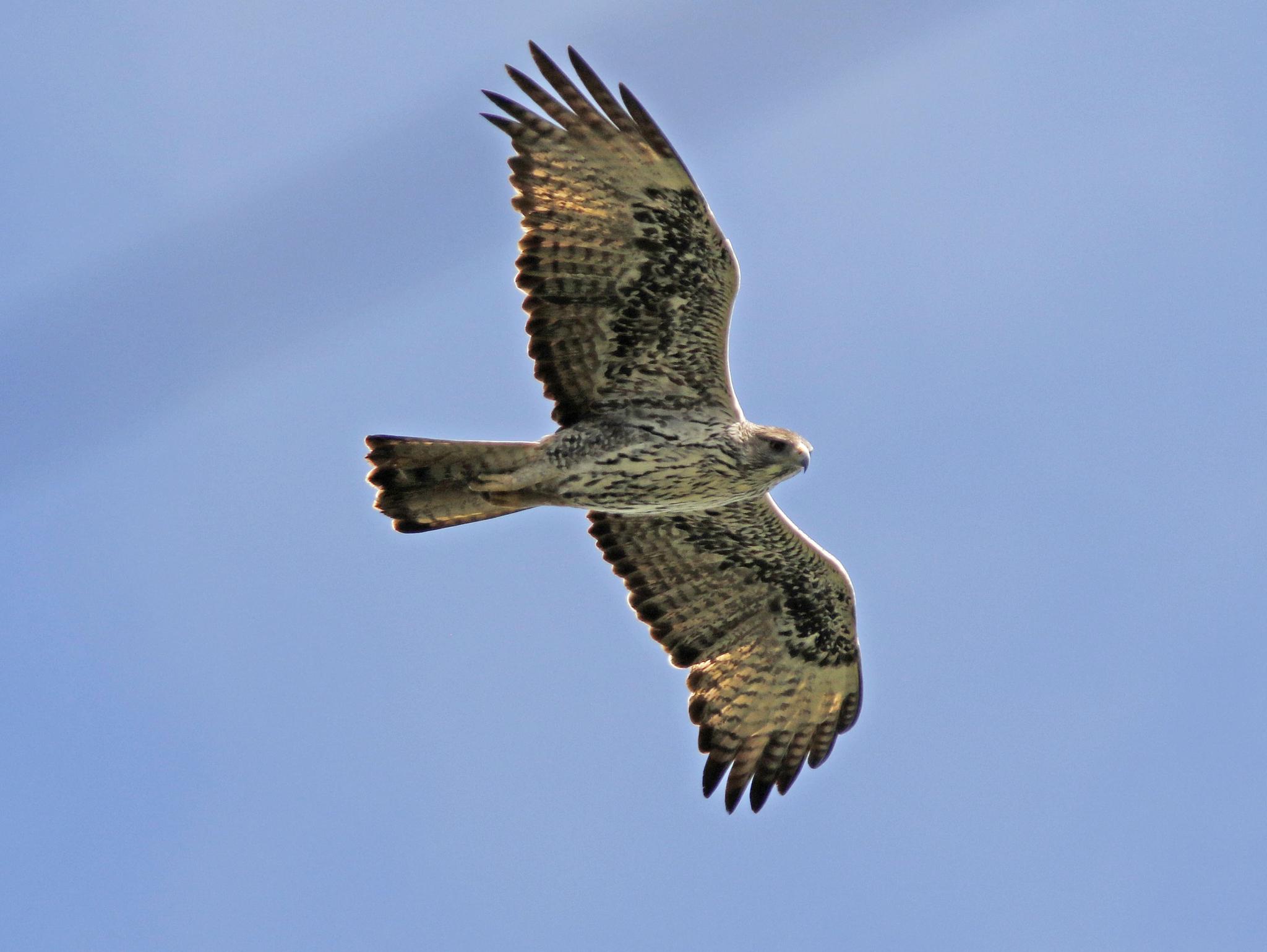 Águila perdicera