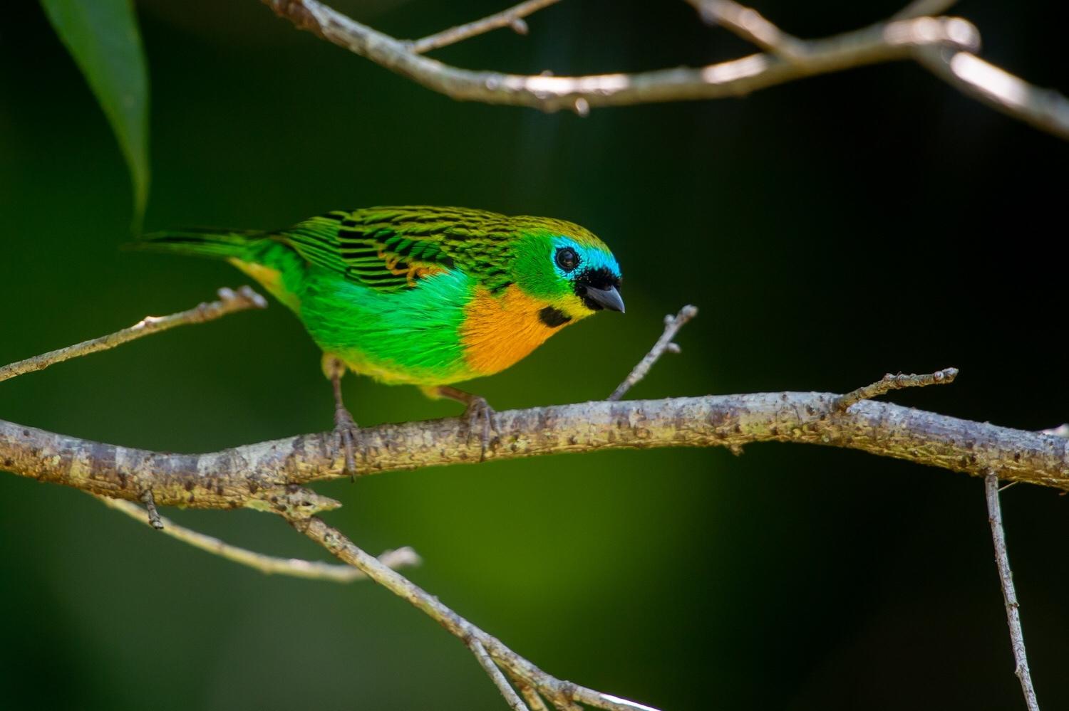 Brassy-breasted Tanager