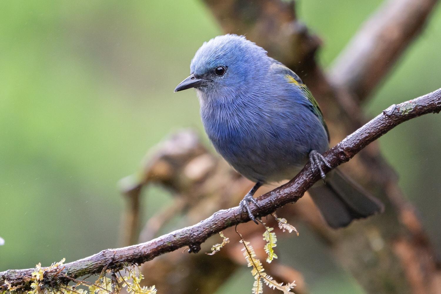 Golden-chevroned Tanager