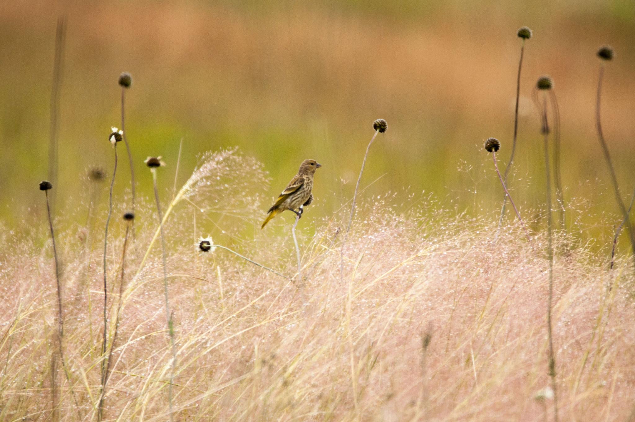 Cape Canary