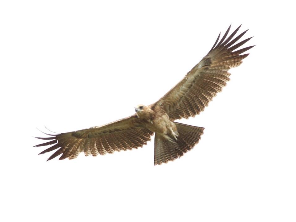 Gurney's Eagle