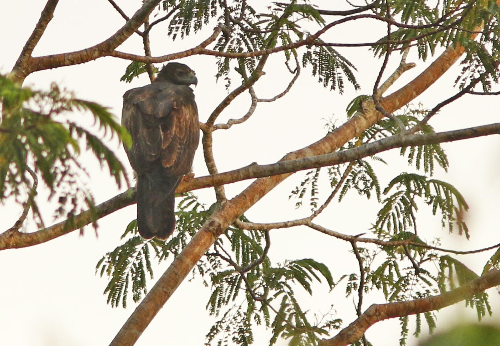 Águila de las Molucas