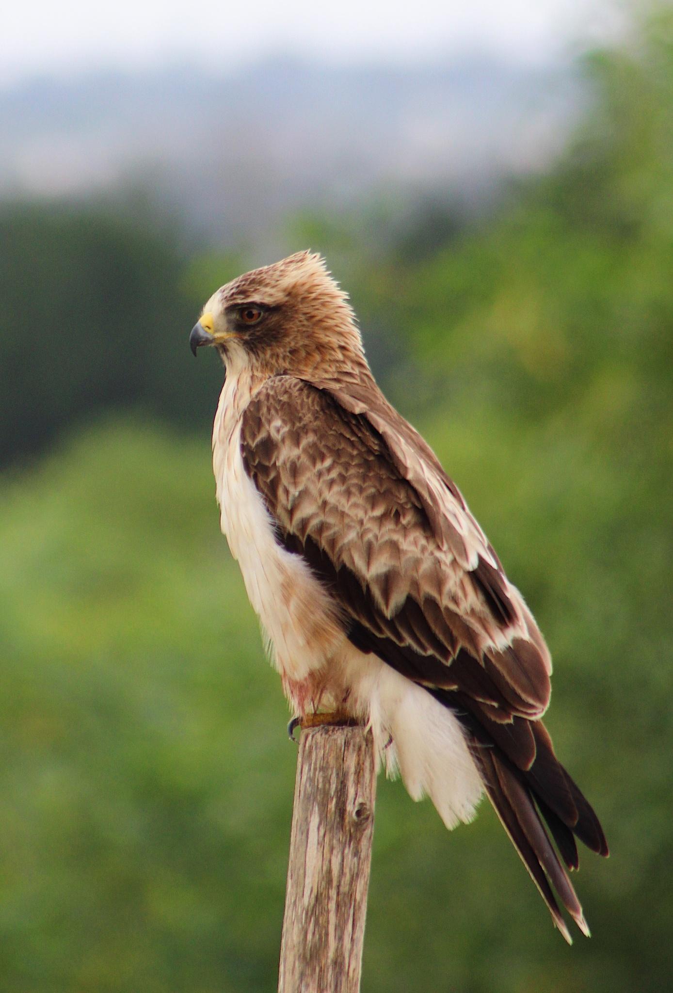 Águila Calzada