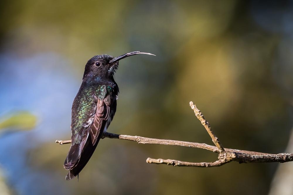 Black Jacobin