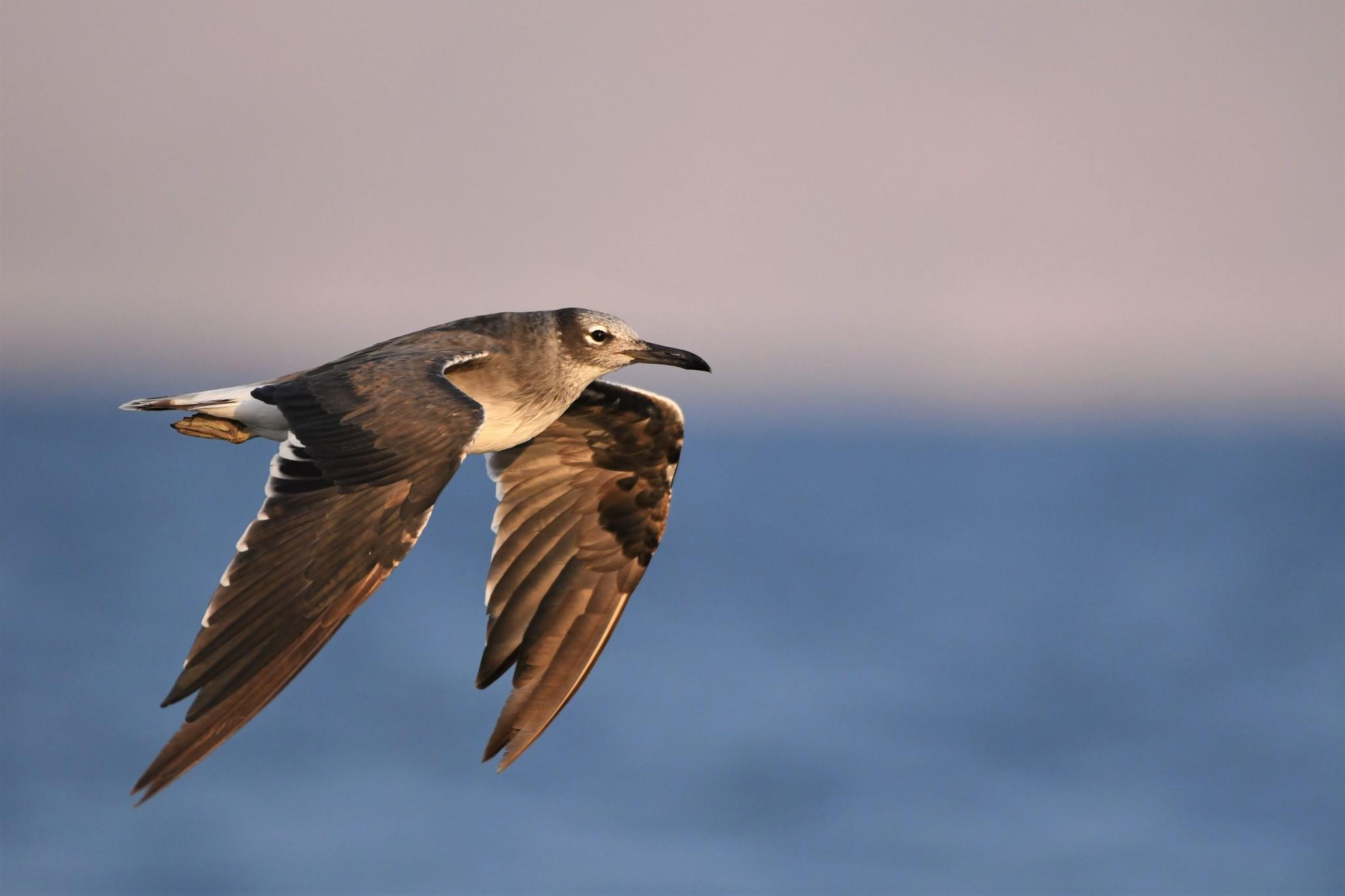 Gaviota Ojiblanca