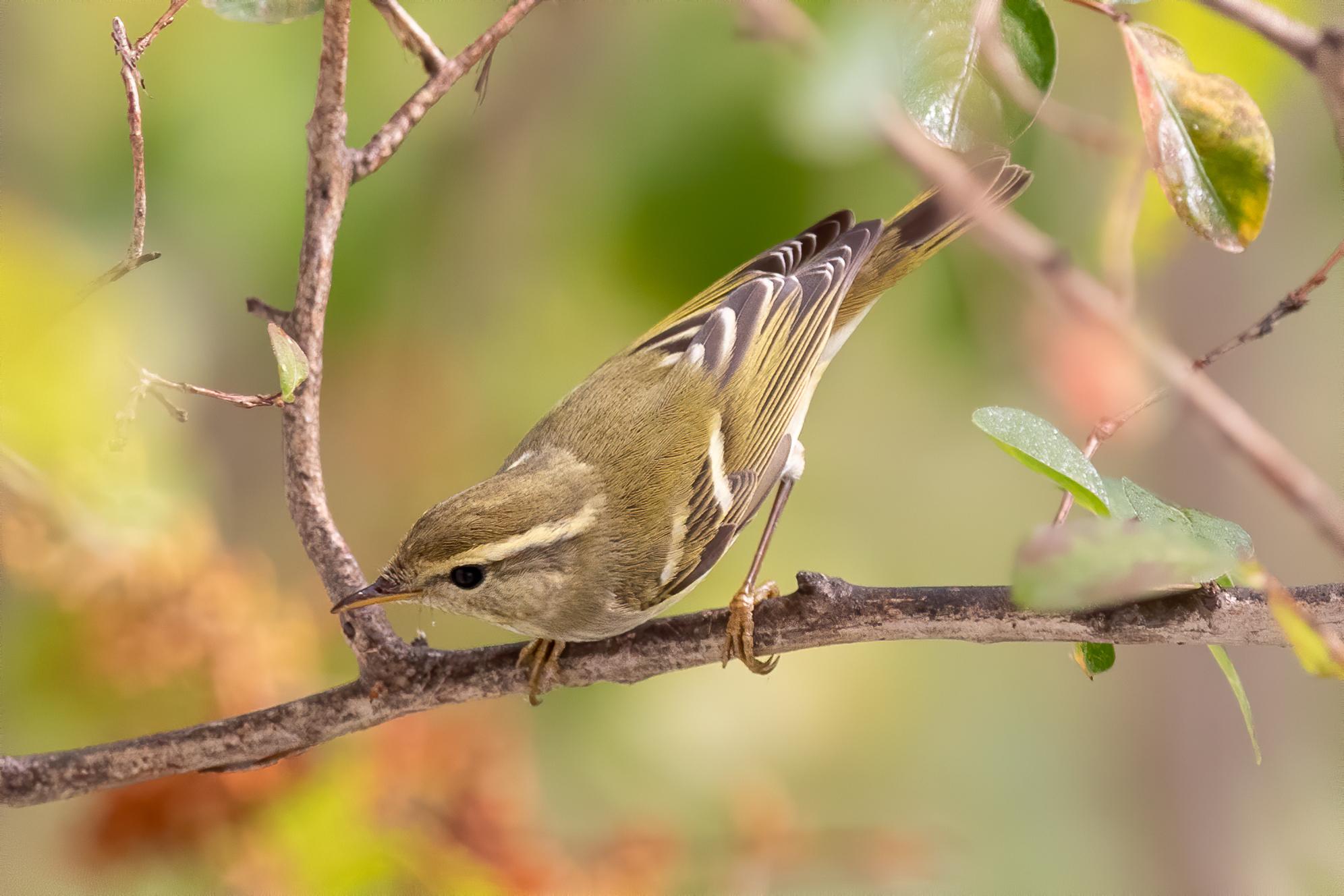 Mosquitero Cejas Amarillas