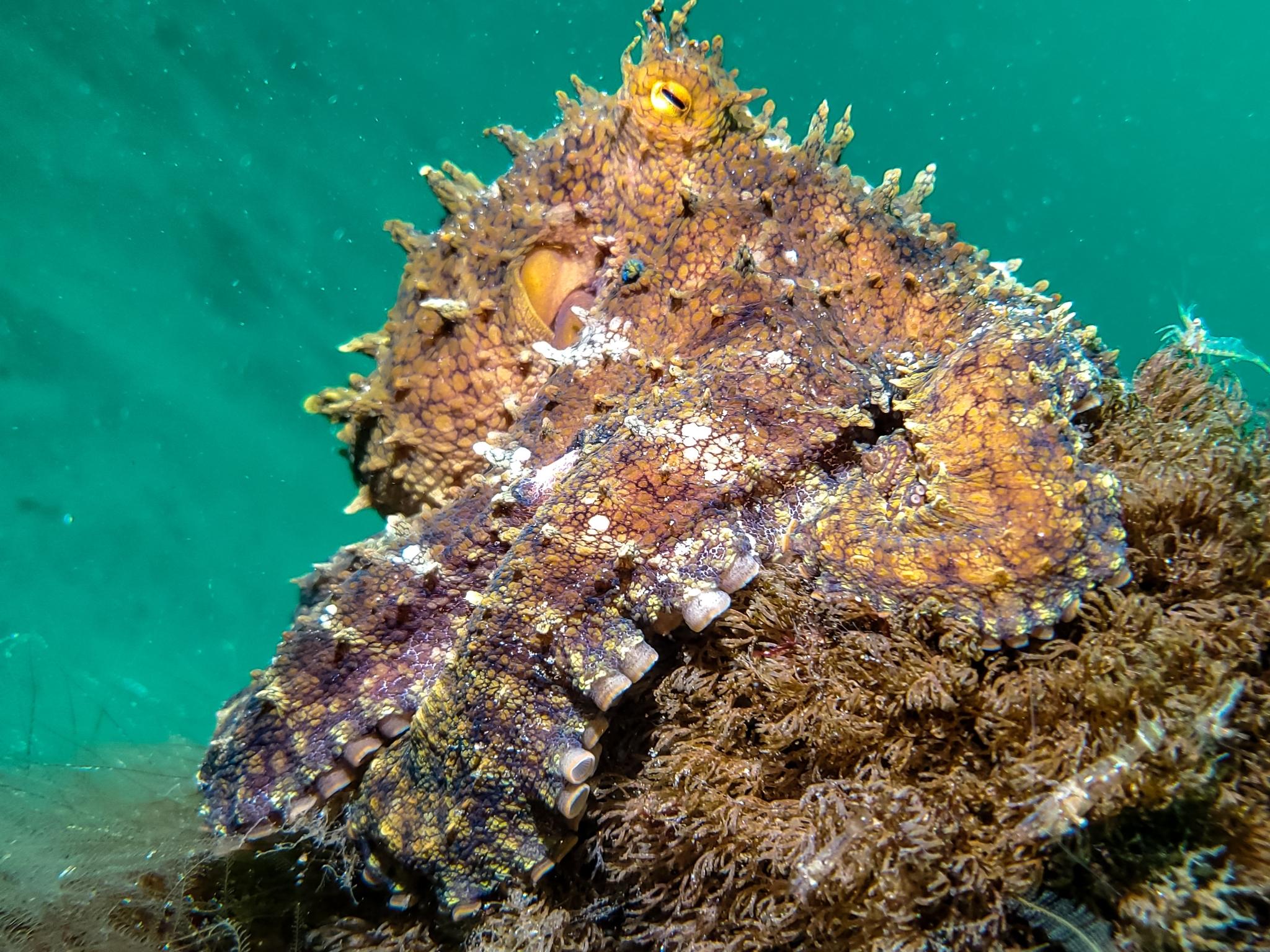 Pulpo de dos manchas californiano