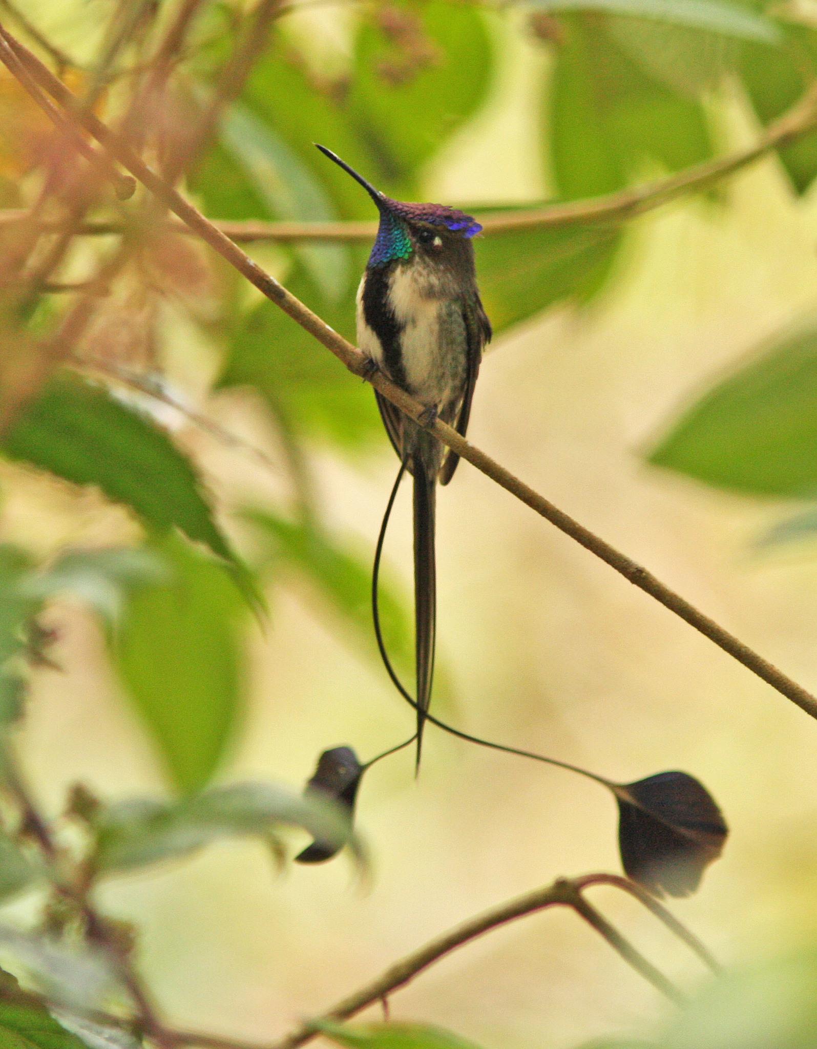 Colibríes