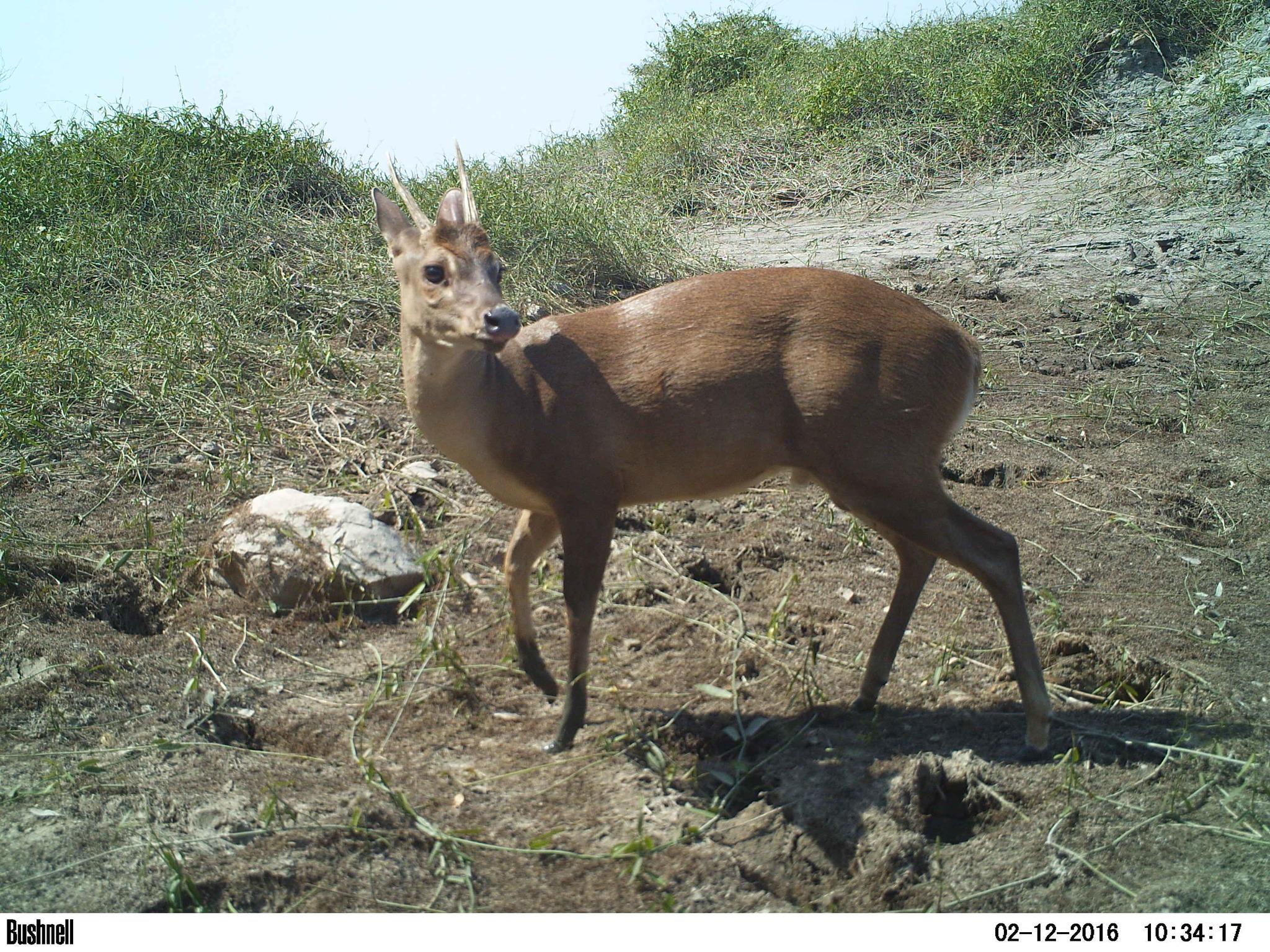 Capreolinae