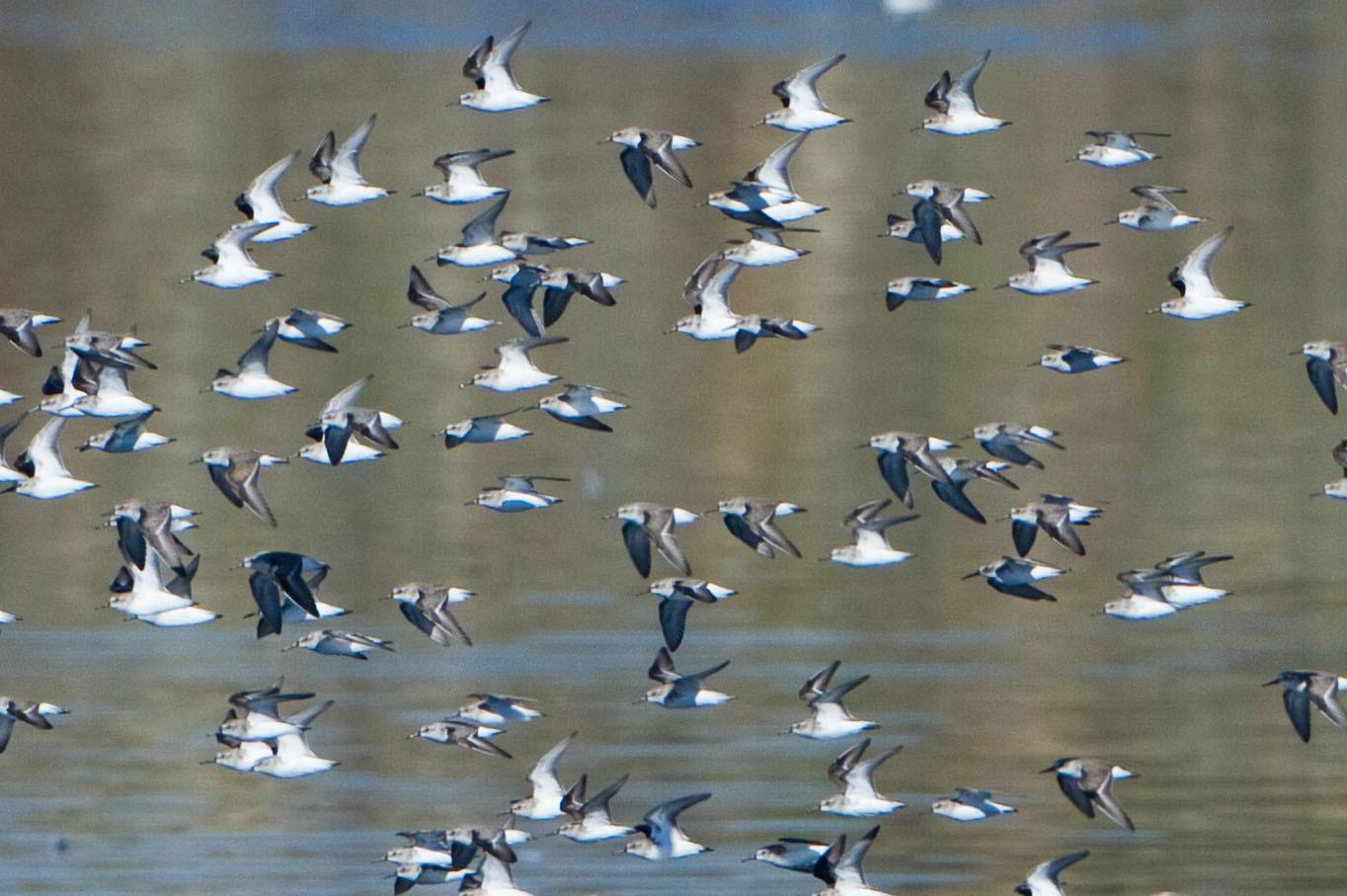Playero Occidental