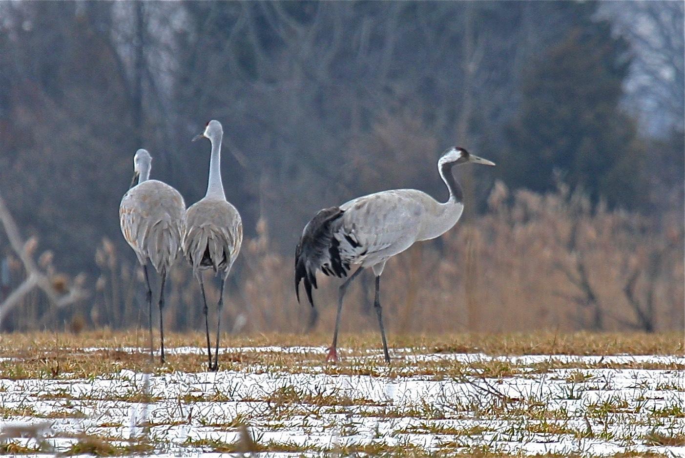 Grulla común