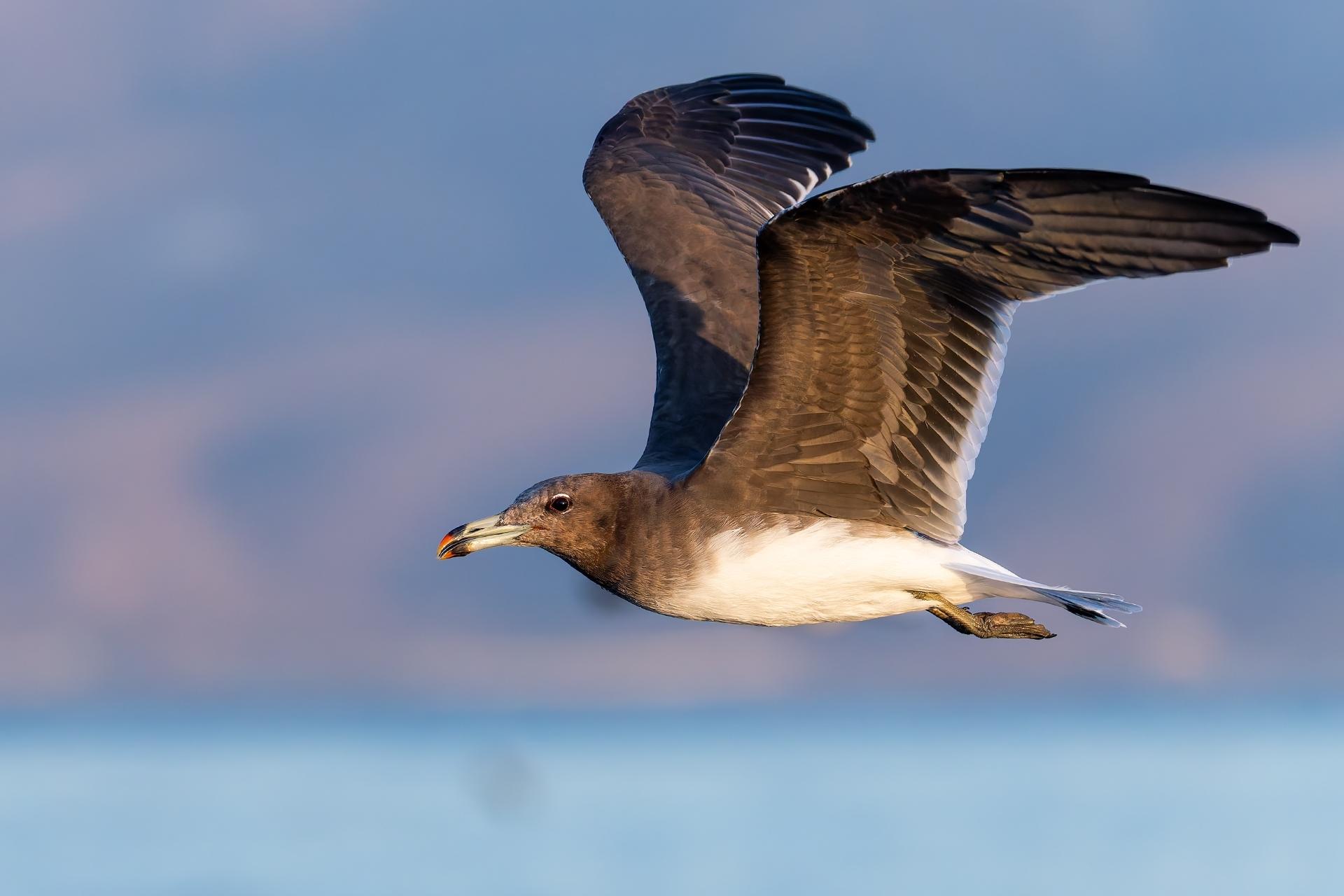 Gaviota Cejiblanca