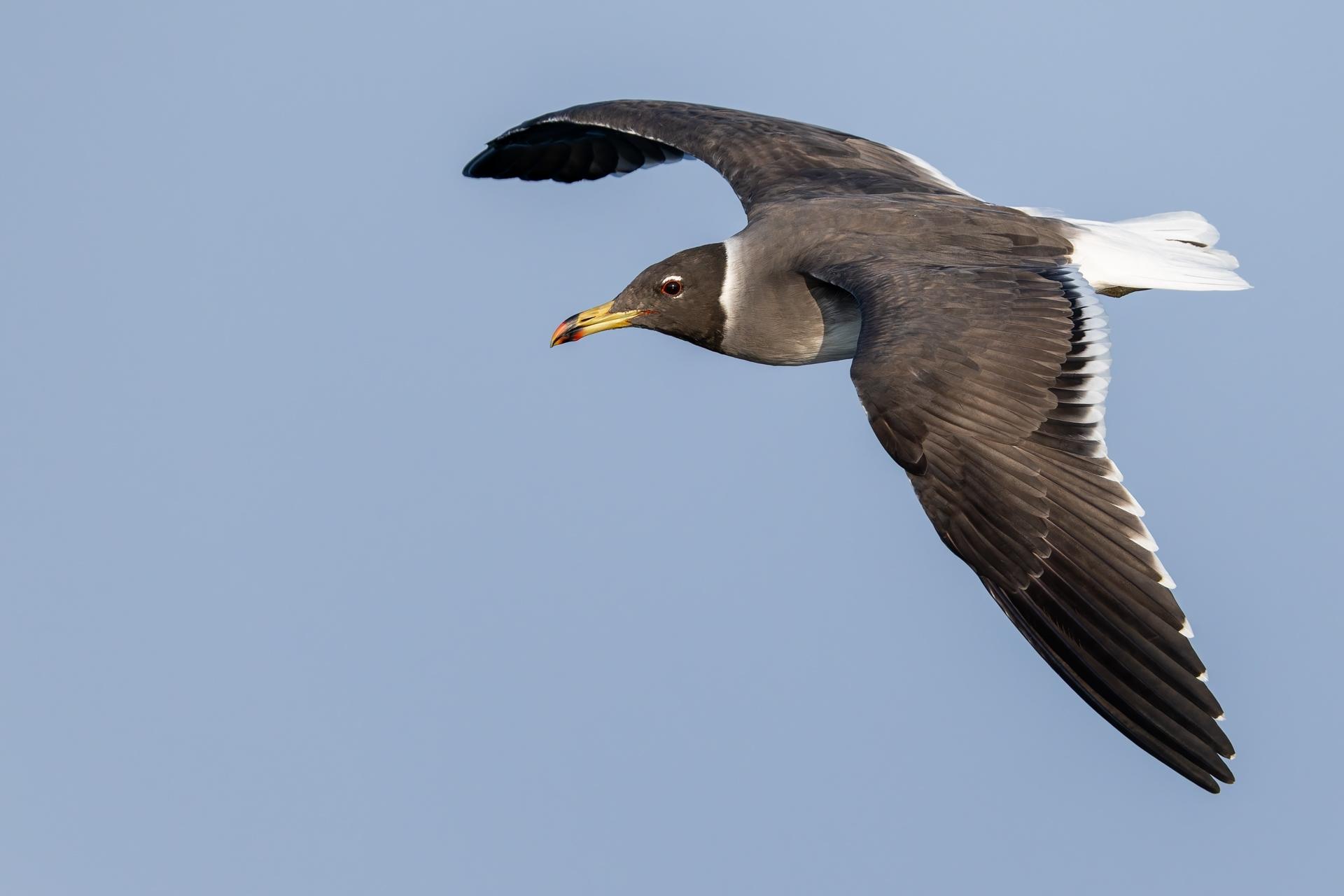 Gaviota Cejiblanca