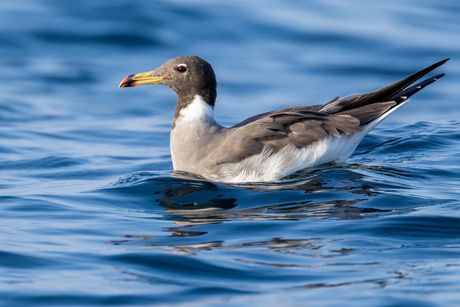 Gaviota Cejiblanca
