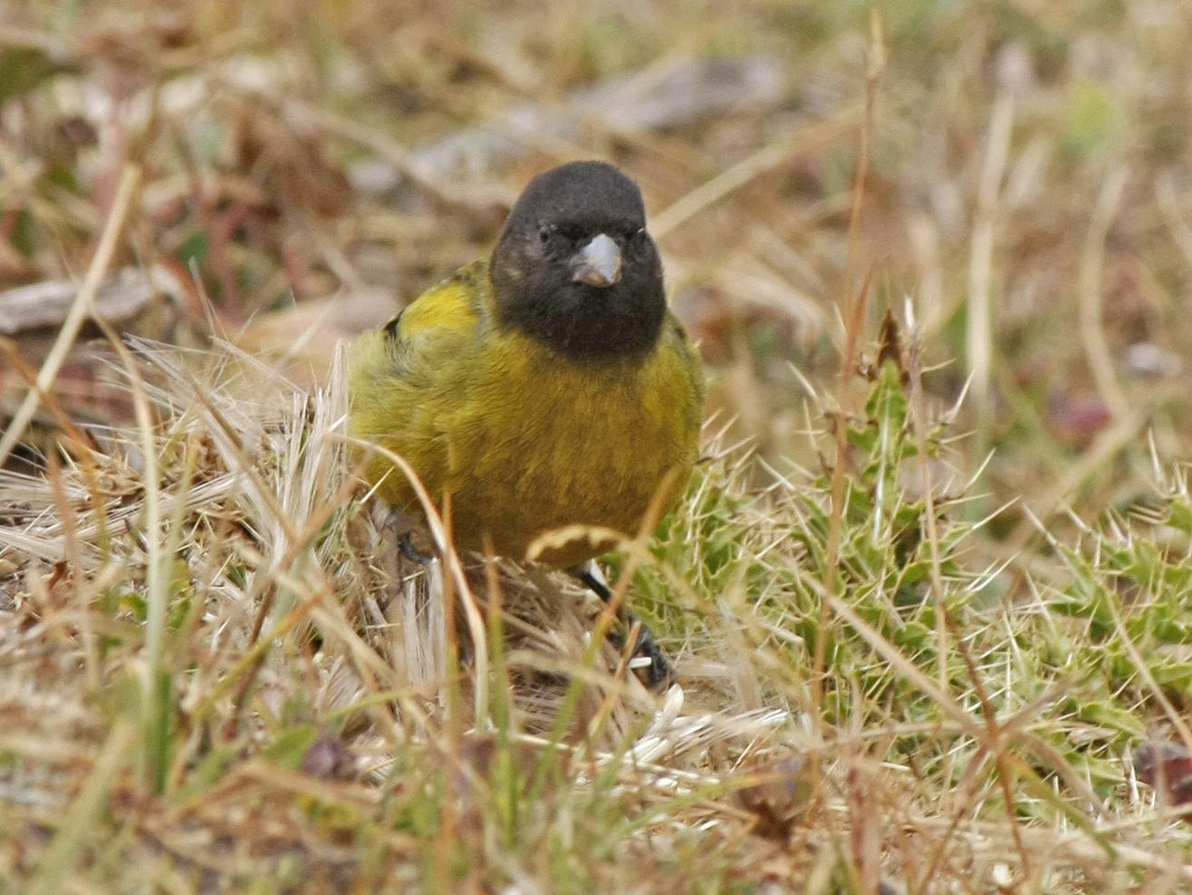 Ethiopian Siskin