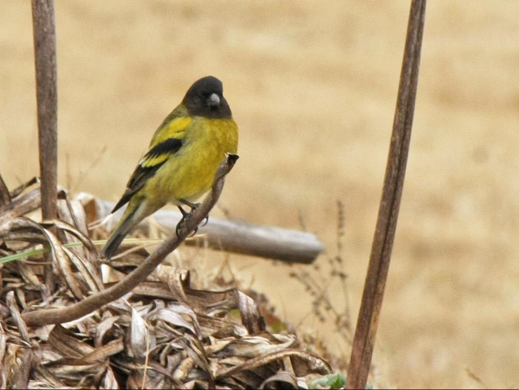 Ethiopian Siskin