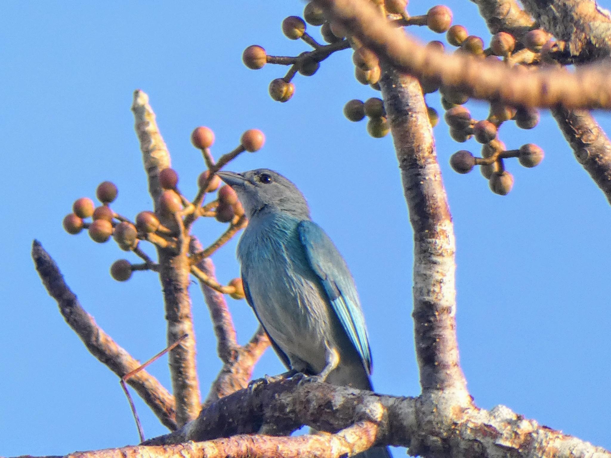 Glaucous Tanager